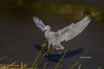 Egretta-caerulea;Flying-Bird;Heron;Little-Blue-Heron;One;Photography;action;acti